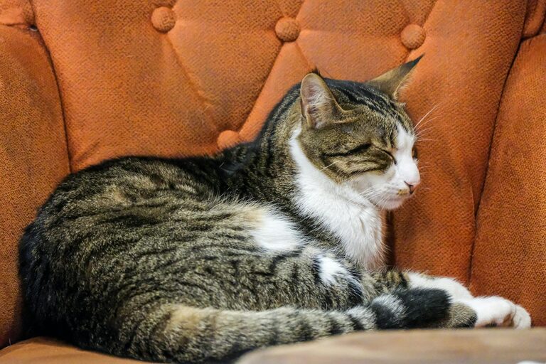 Creating a Cozy and Safe Pet-Friendly Home Corner